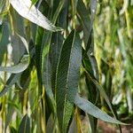 Salix × pendulina পাতা