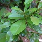 Searsia natalensis Leaf