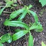 Gentiana cruciata ഇല