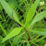 Valeriana angustifolia Blatt