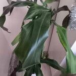 Dracaena fragrans Leaf