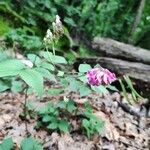 Lathyrus venetus Bloem