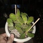 Cotyledon tomentosa Flor