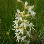 Platanthera bifoliaFlor