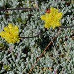 Eriogonum caespitosum Hábitos