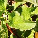 Chenopodium bonus-henricus Leaf