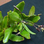 Pittosporum sessilifolium ᱛᱟᱦᱮᱸ