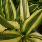 Dracaena fragrans Leht