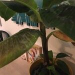 Musa acuminata 整株植物