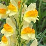 Linaria vulgarisফুল