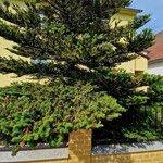 Abies koreana Хабит