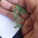 Euphorbia maculata Leaf