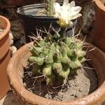 Gymnocalycium anisitsii Vrucht