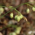 Carex podogyna