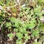 Alchemilla australis पत्ता