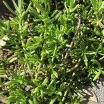 Batis maritima Leaf