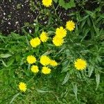 Crepis capillarisFlor