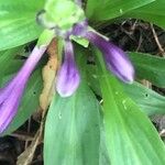 Hosta longissima Flor