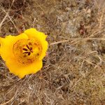 Calochortus clavatus Flower