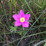 Sabatia campestris Flower