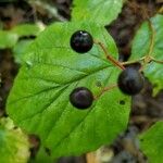 Viburnum acerifoliumᱡᱚ