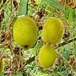 Cucumis dipsaceus Fruit