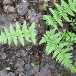 Dryopteris carthusiana برگ