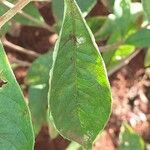 Rotheca myricoides पत्ता