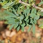 Caragana pygmaea Leaf