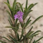 Dyschoriste schiedeana 花