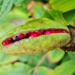 Paeonia mascula Fruit