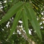 Syzygium ramilepis Leaf