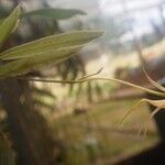 Angraecum angustum Flower