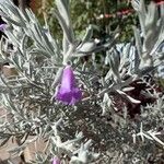 Eremophila nivea Flor