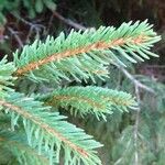 Picea abies List