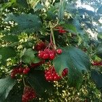 Viburnum opulus Frucht