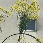 Senecio brasiliensis Hoja
