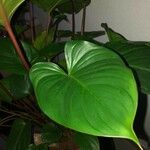 Homalomena rubescens Hoja
