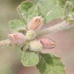 Glinus lotoides Fruit