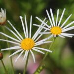 Boltonia asteroides 花