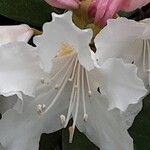 Rhododendron maximum പുഷ്പം
