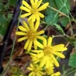 Jacobaea erratica Flower