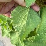 Sideritis infernalis Leaf