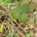 Rubus vestitus Blatt