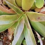 Dudleya lanceolata Feuille