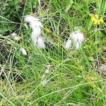 Eriophorum angustifolium Flower