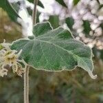 Philibertia tomentosa Leaf