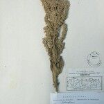 Isodon lophanthoides その他の提案