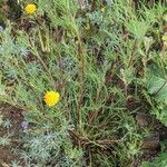 Chaenactis glabriuscula Otro