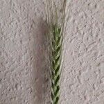 Hordeum vulgare Folha